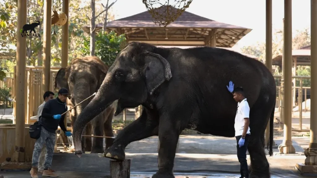 Vantara Animal Kingdom