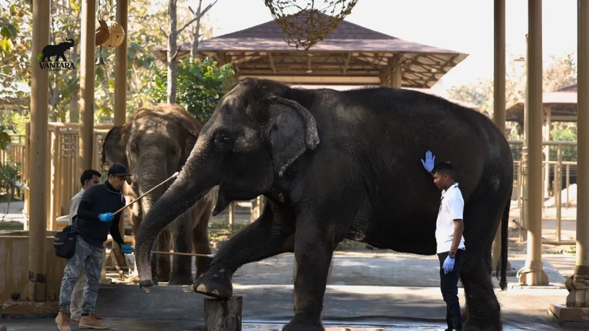 Vantara Animal Kingdom