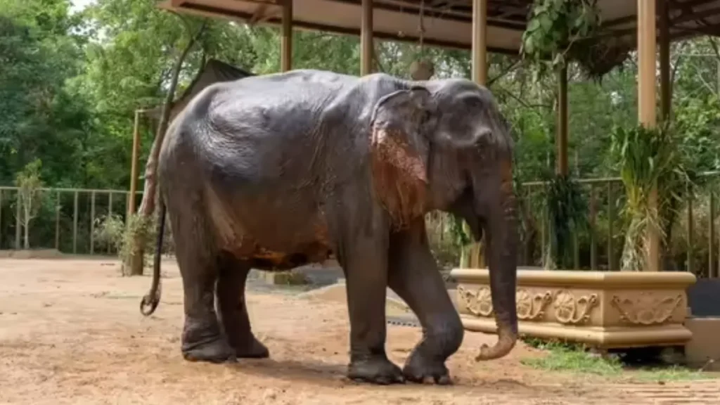 Maniki Elephant Vantara