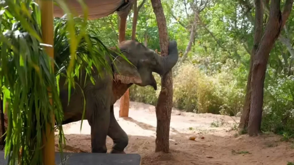 Maniki Elephant Vantara: Rescued