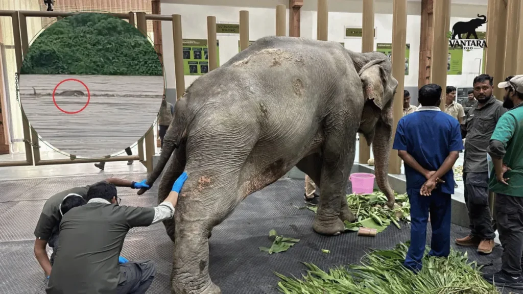 Joymoti Elephant Airlifted to Vantara in Jamnagar