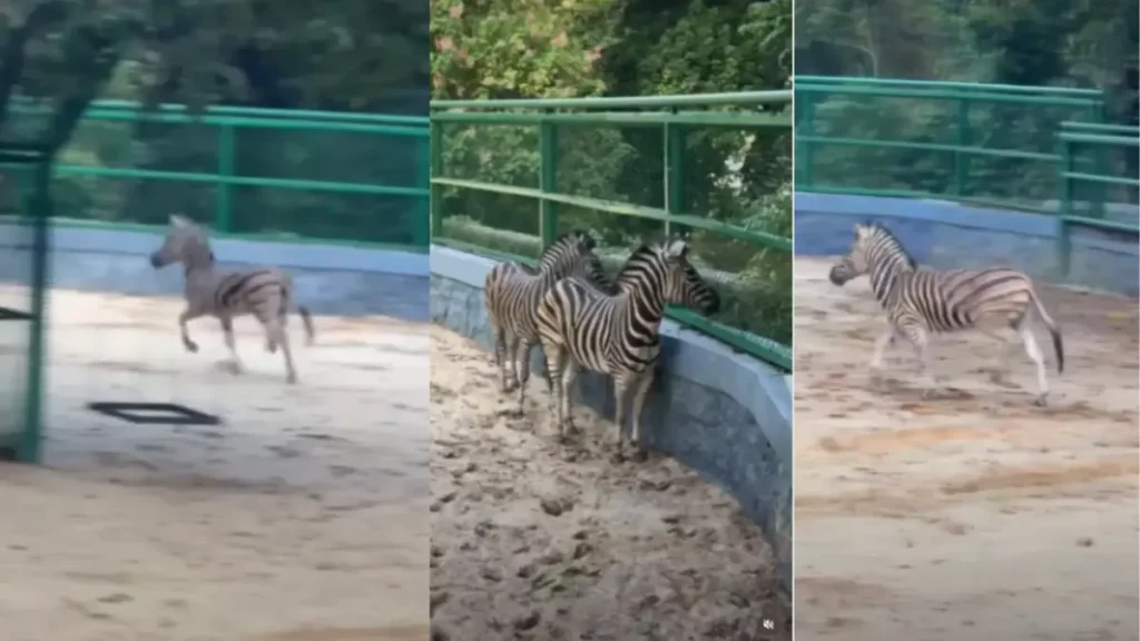 Thiruvananthapuram Zoo
