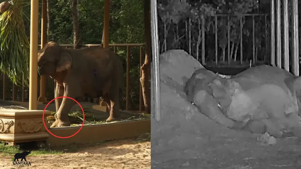 Vantara Maniki Elephant